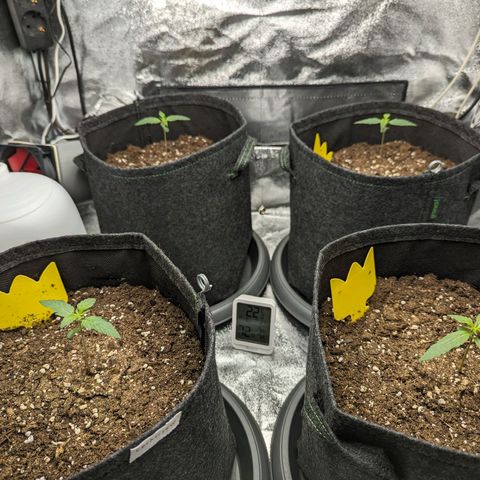 Corkscrew growlog timeline photo