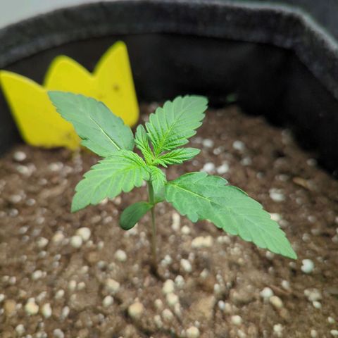 Corkscrew growlog timeline photo