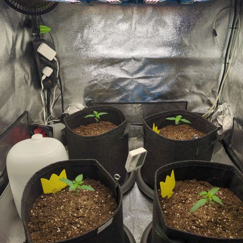Corkscrew growlog photo: Lampenhöhe angepasst. Abstand zur Pflanze 35cm. Licht auf 40% gedreht. Entspricht ca. 350umol und einem DLI von 20-22