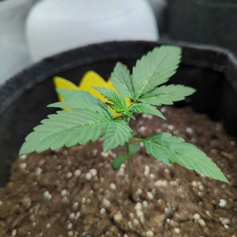 Corkscrew growlog timeline photo