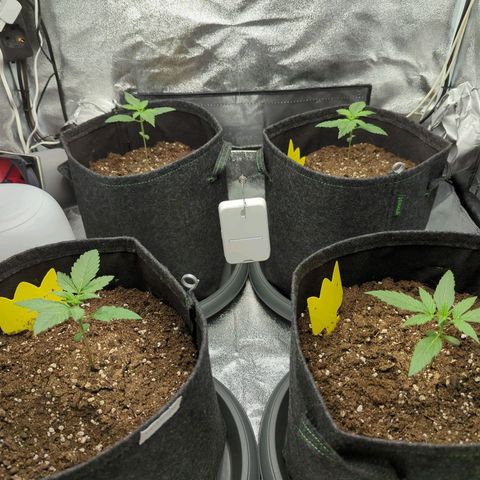 Corkscrew growlog timeline photo