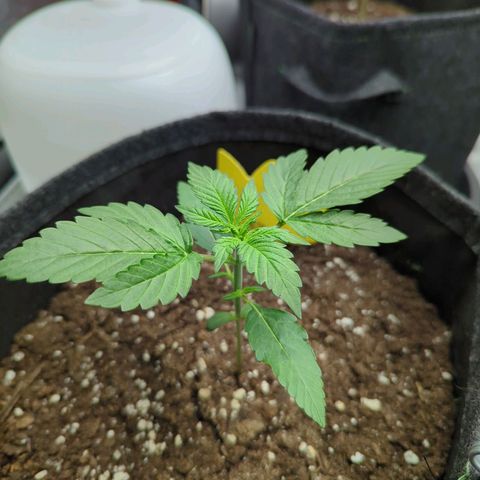 Corkscrew growlog timeline photo