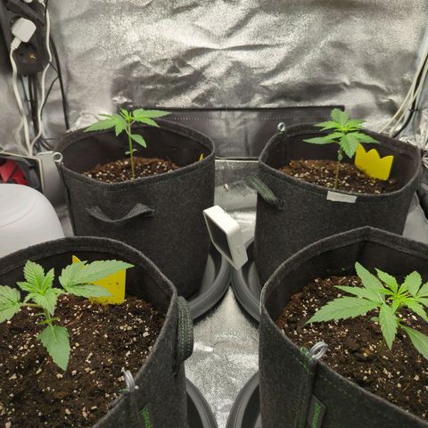 Corkscrew growlog timeline photo