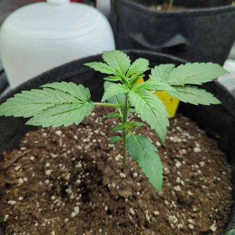 Corkscrew growlog timeline photo
