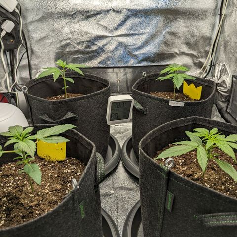 Corkscrew growlog timeline photo