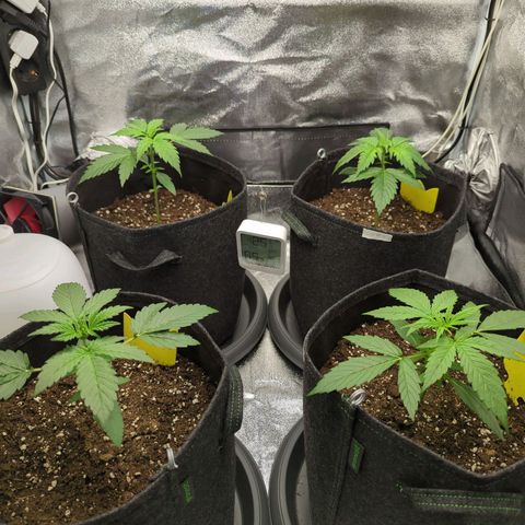 Corkscrew growlog timeline photo