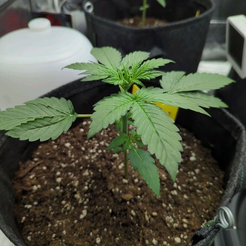 Corkscrew growlog timeline photo