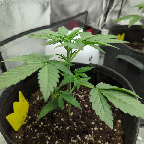 Corkscrew growlog timeline photo