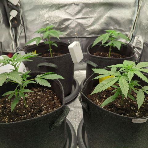 Corkscrew growlog timeline photo