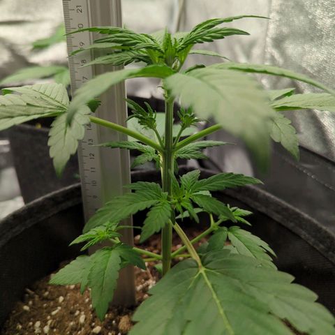 Corkscrew growlog timeline photo