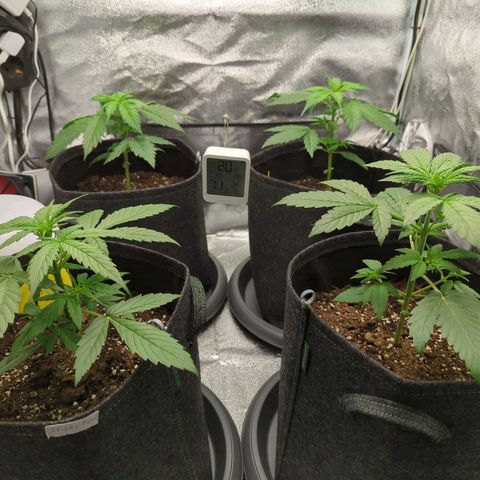 Corkscrew growlog timeline photo