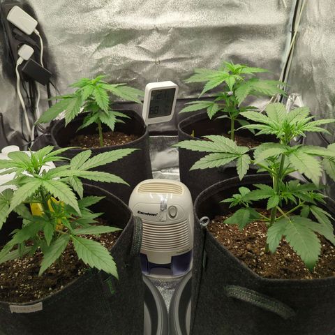 Corkscrew growlog timeline photo