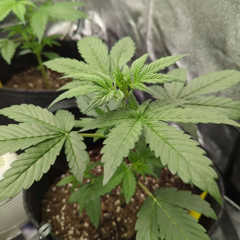 Corkscrew growlog timeline photo