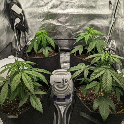 Corkscrew growlog photo: Foto vor dem gießen. Gorilla #2 hinten links lässt die Blätter hängen. Topf aber schwerer als von der Corkscrew vorne rechts.