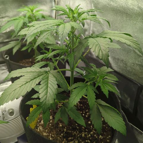 Corkscrew growlog timeline photo