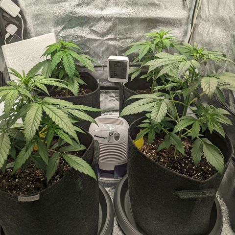 Corkscrew growlog timeline photo