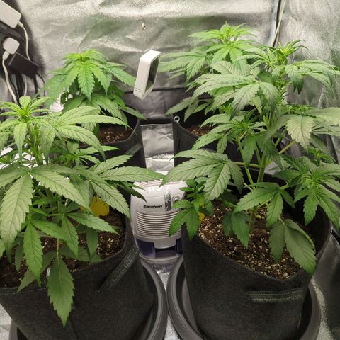 Corkscrew growlog timeline photo