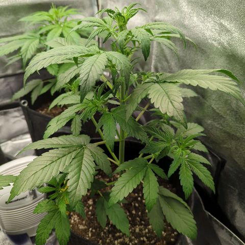 Corkscrew growlog timeline photo