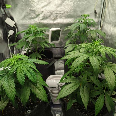 Corkscrew growlog photo: Pflanzen rotiert. Vorne links Gorilla #2, rechts daneben Sticky Beast, hinten rechts Corkscrew, links daneben Gorilla #1