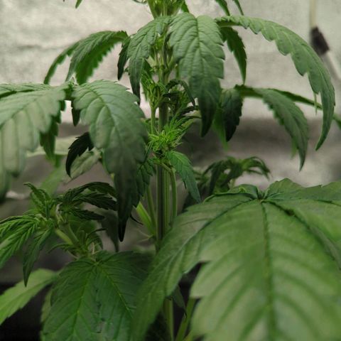 Corkscrew growlog timeline photo