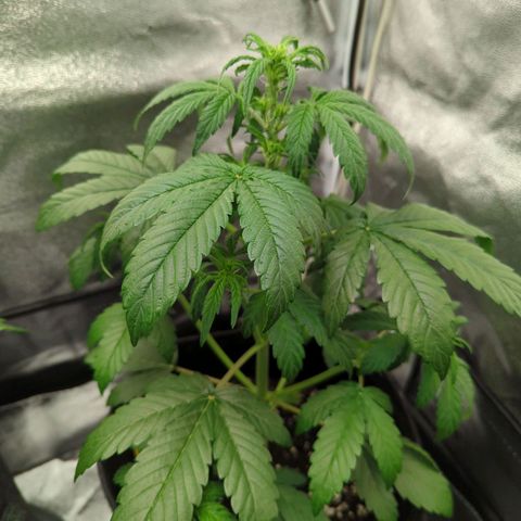 Corkscrew growlog timeline photo