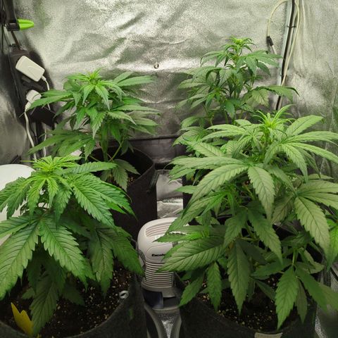 Corkscrew growlog timeline photo