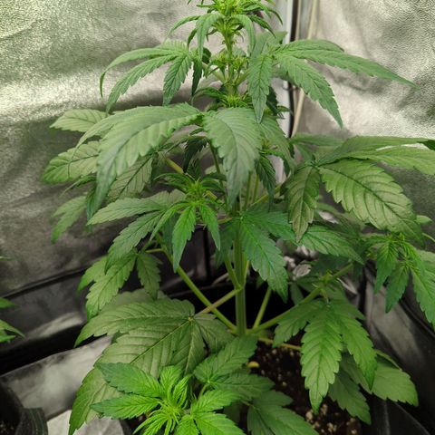 Corkscrew growlog timeline photo