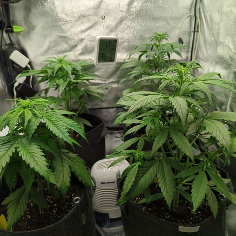 Corkscrew growlog photo: Lampe höher gehangen und auf 70% gedreht DLI von 38-43 / 580-630μmol
