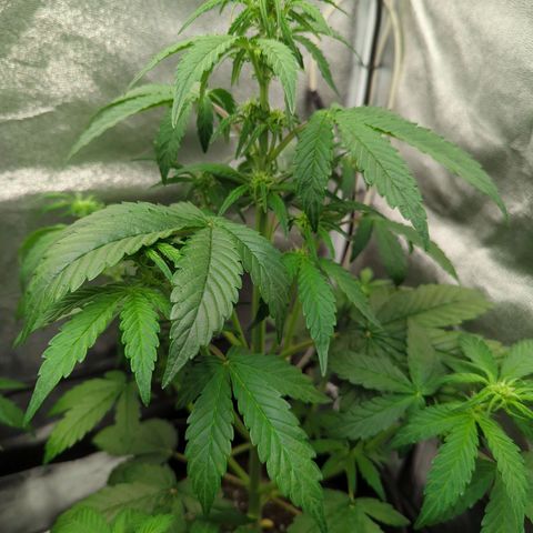 Corkscrew growlog timeline photo
