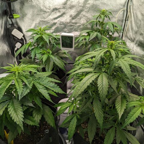 Corkscrew growlog timeline photo