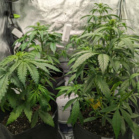 Corkscrew growlog photo: Nach der Entlaubung