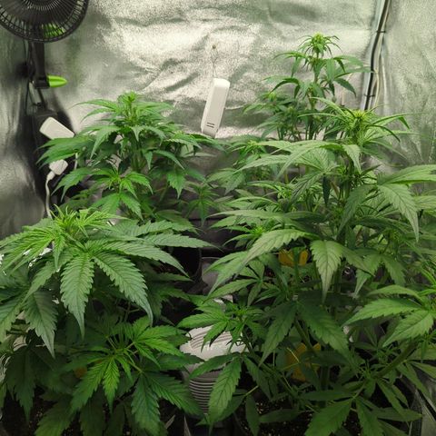 Corkscrew growlog timeline photo