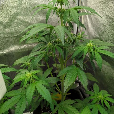 Corkscrew growlog timeline photo