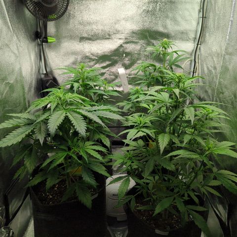 Corkscrew growlog timeline photo