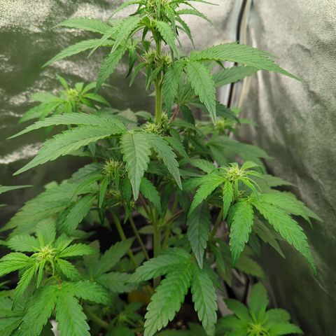 Corkscrew growlog timeline photo