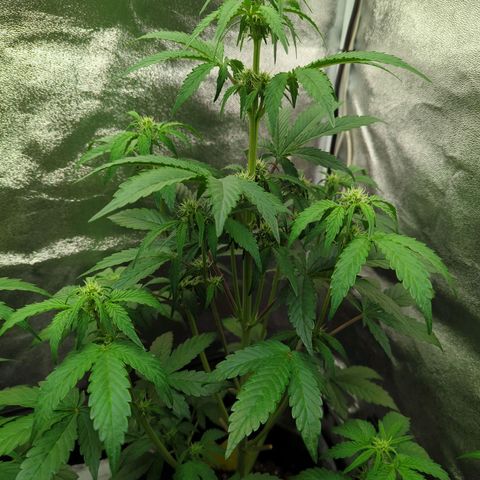 Corkscrew growlog timeline photo