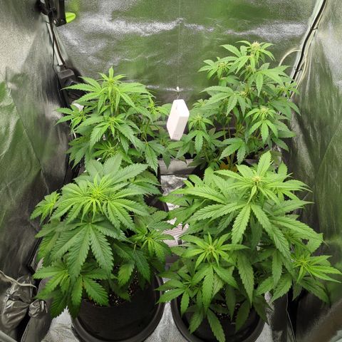 Corkscrew growlog timeline photo