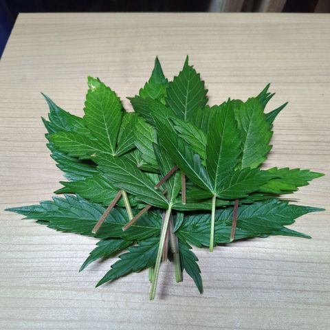 Corkscrew growlog photo: Untere Blätter entlaubt und bei den beiden Gorillas 2 weitere Fanleafs.