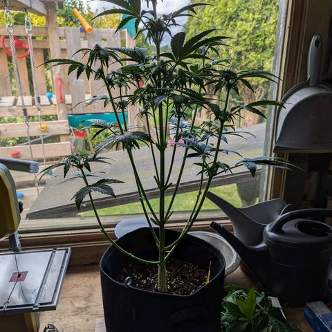 Corkscrew growlog timeline photo