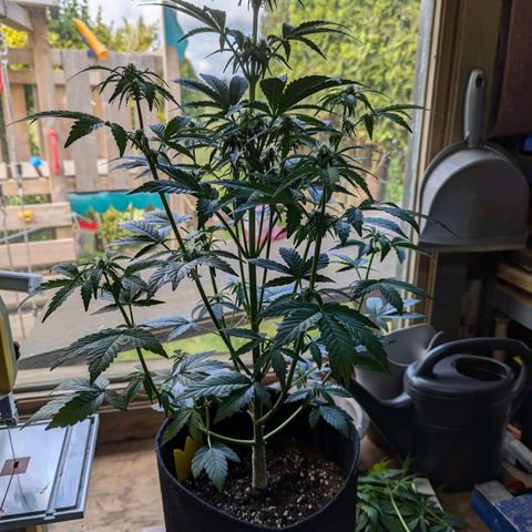 Corkscrew growlog timeline photo