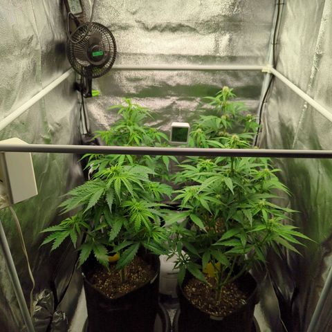 Corkscrew growlog timeline photo