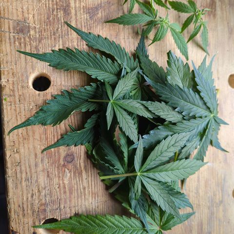 Corkscrew growlog photo: Ausbeute vom Beschneiden