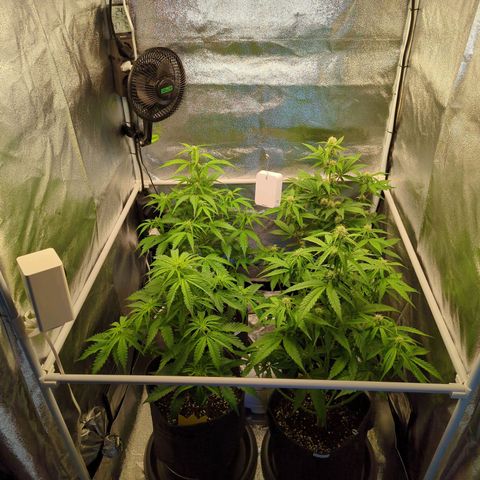 Corkscrew growlog timeline photo