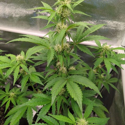 Corkscrew growlog timeline photo