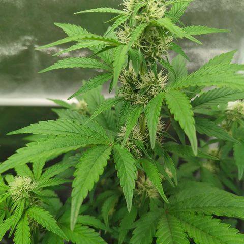 Corkscrew growlog timeline photo