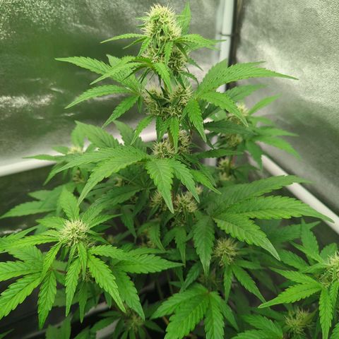 Corkscrew growlog timeline photo