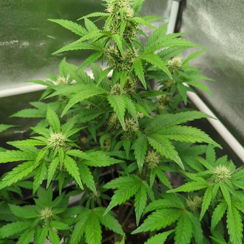 Corkscrew growlog timeline photo