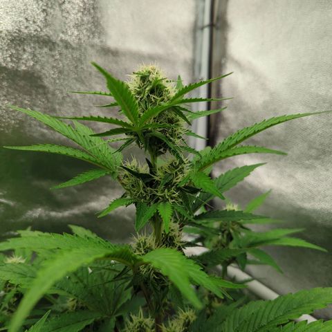 Corkscrew growlog timeline photo