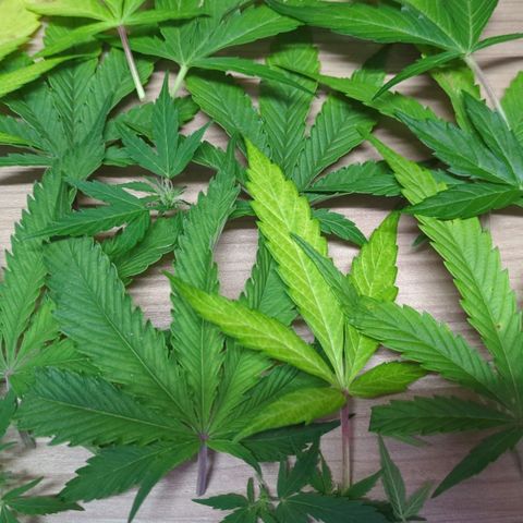 Corkscrew growlog timeline photo