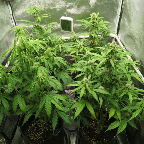 Corkscrew growlog timeline photo